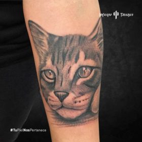 tatuaje de gato, tatuajes de animales, tatuajes de mascotas, estudios de tattoos, infierno tatuajes