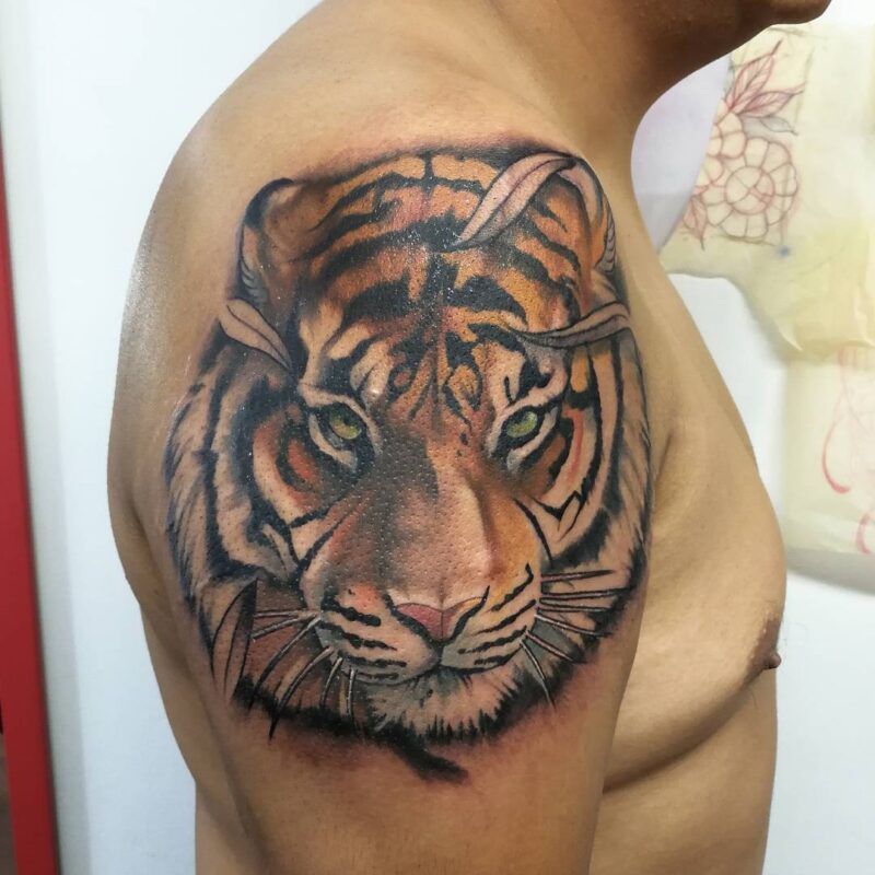 Tigre